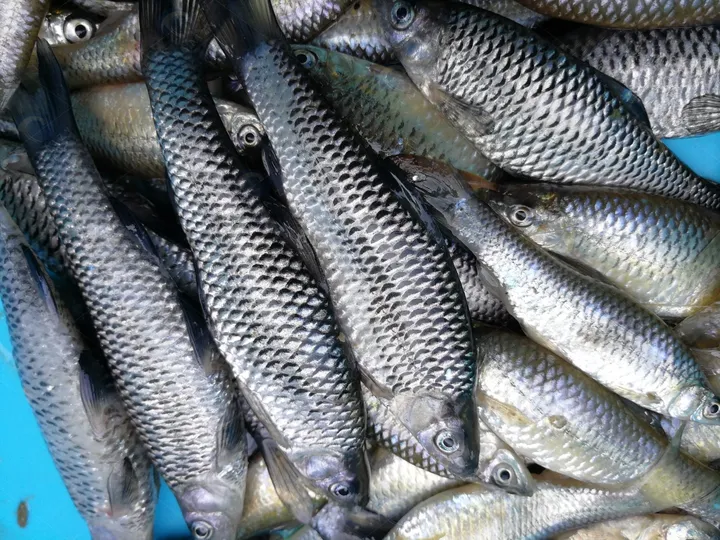 Морепродукты
