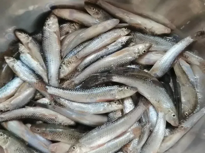 Fish scaling effect