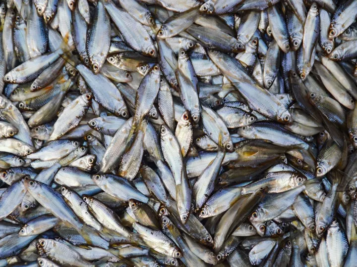 Unscaled small fish