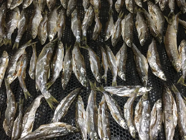 Drying small fish