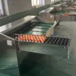 Industrial Egg Grading Machine