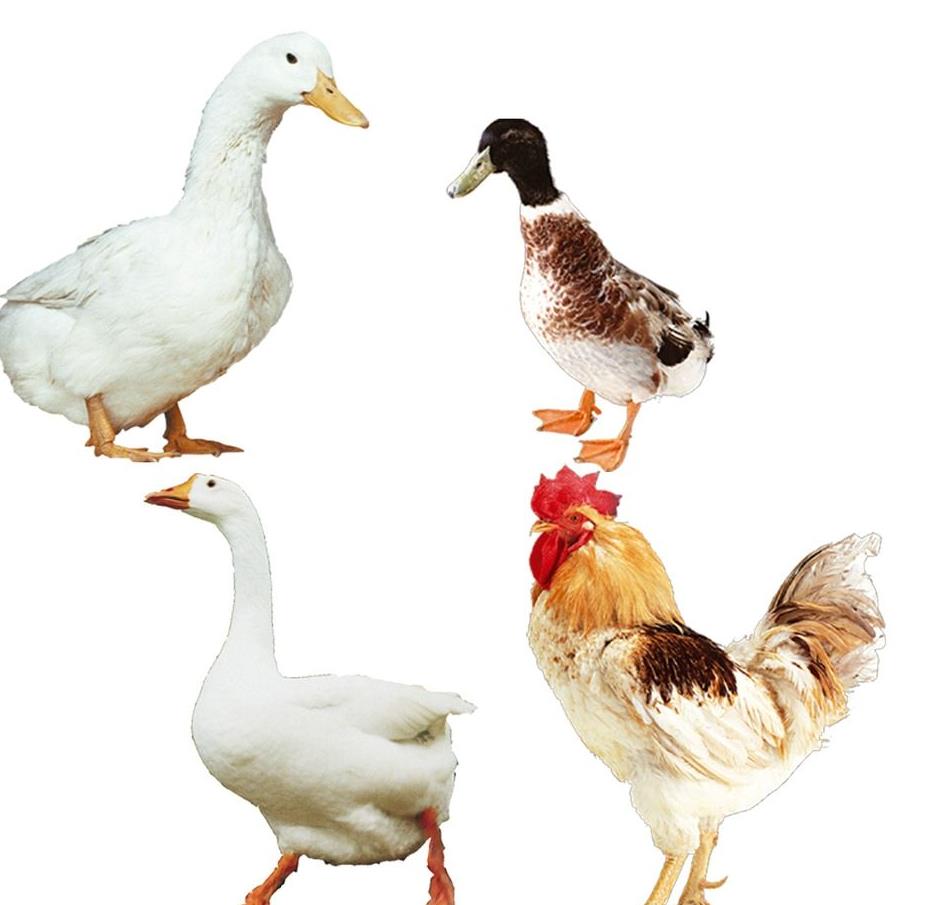 Chicken duck goose