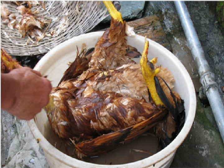 Plucking chicken feathers