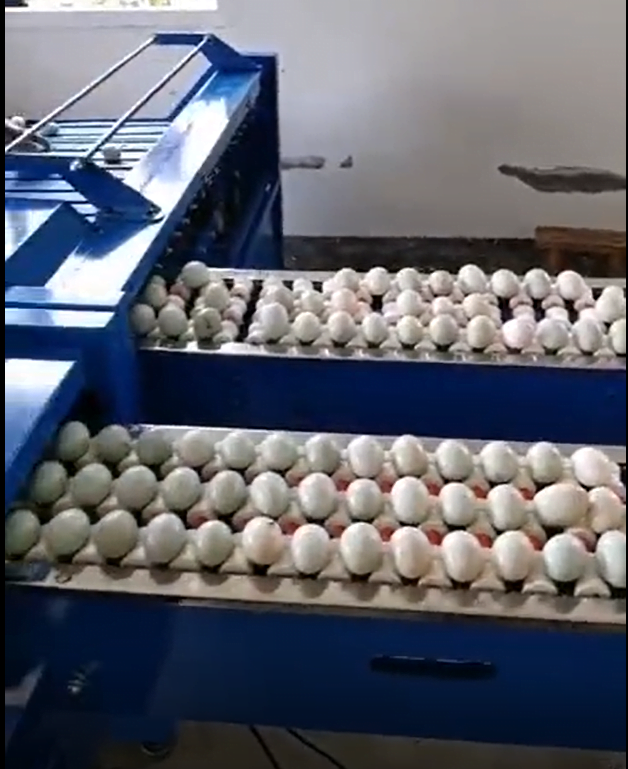 clean eggs