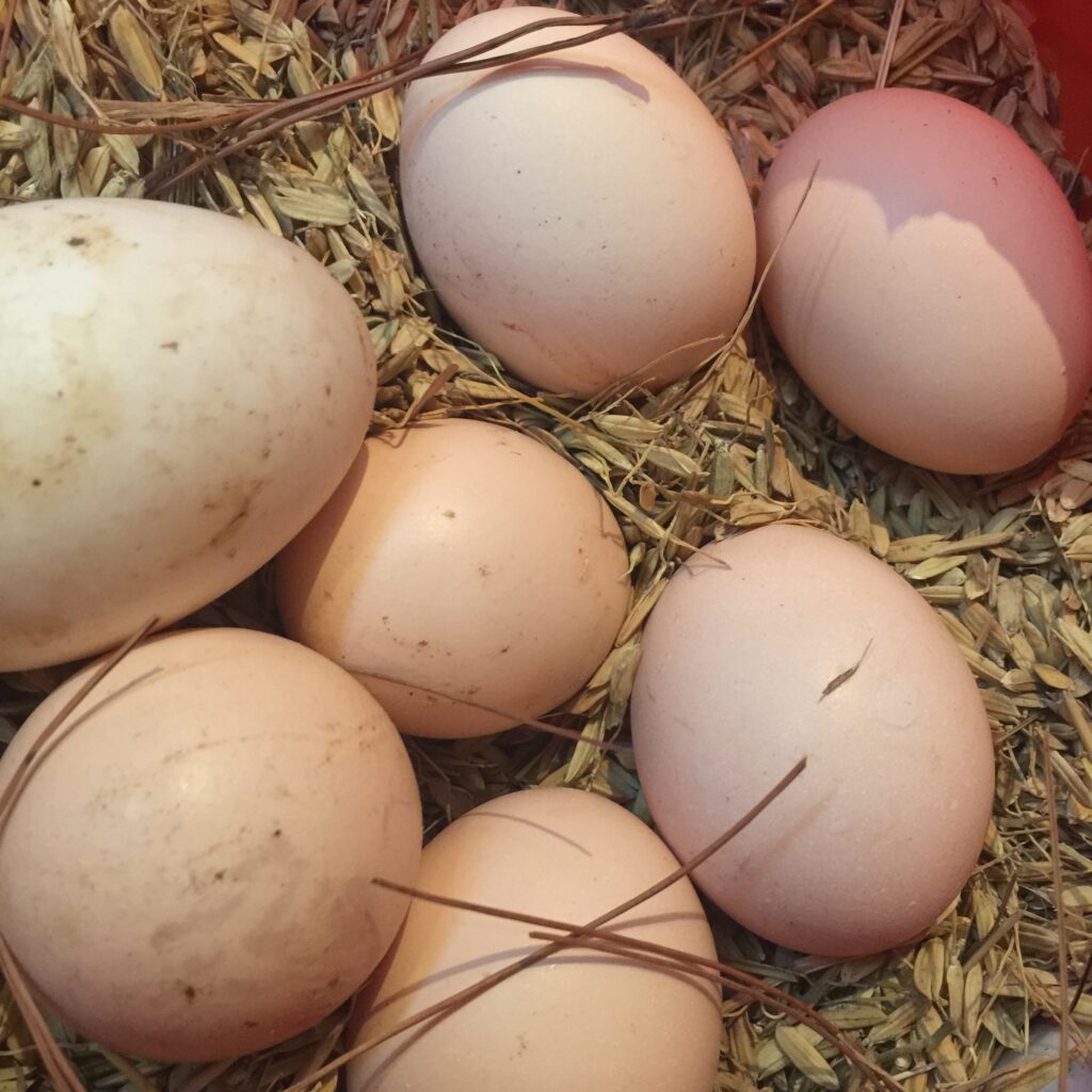 dirty eggs