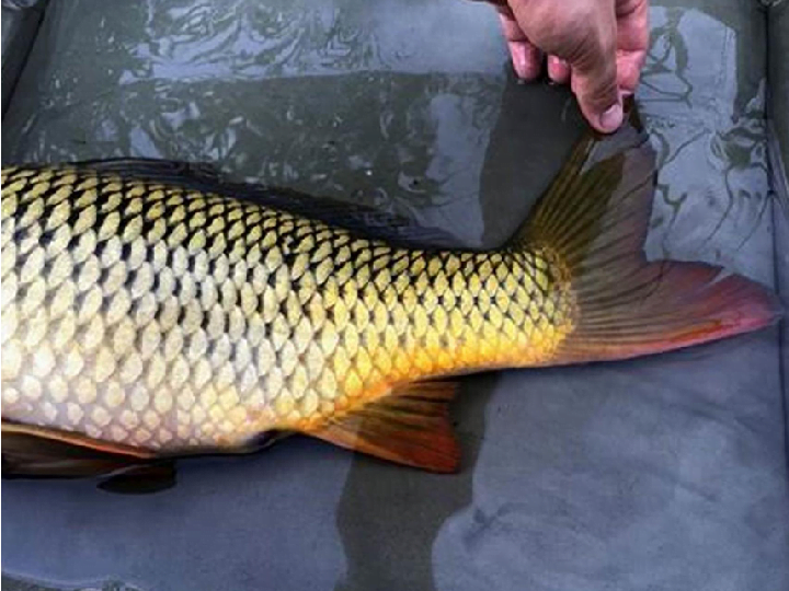 Fish scale removal machine