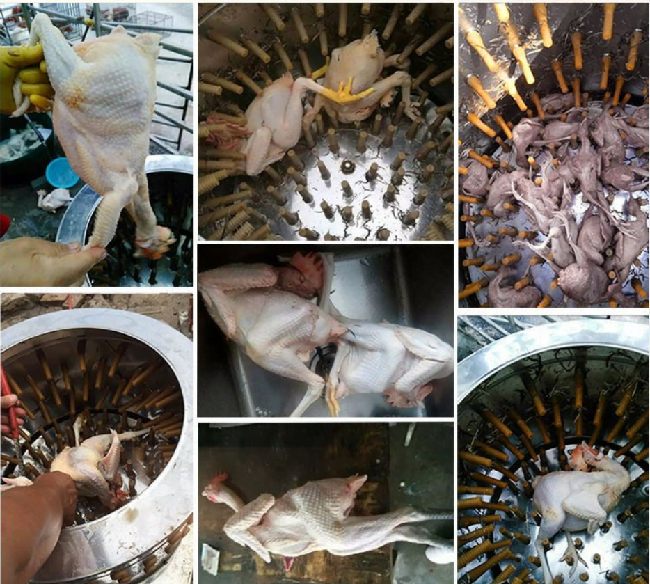 remove chicken feathers