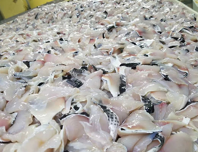 fish fillet