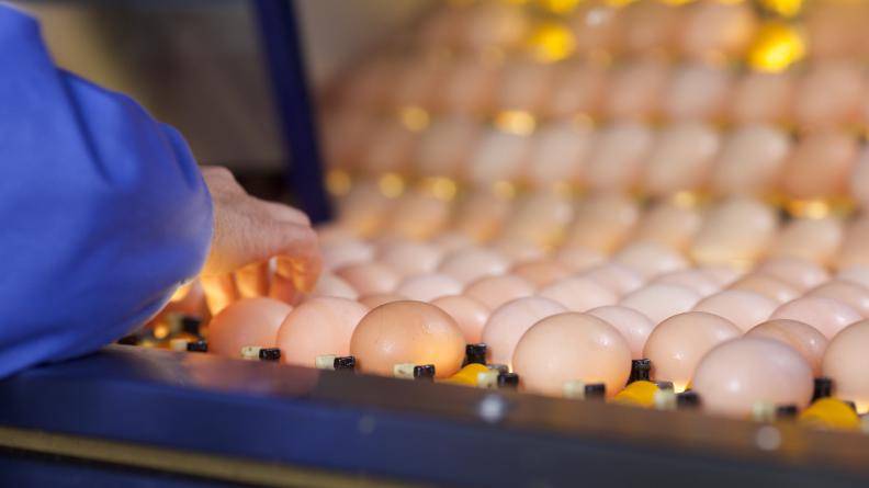 Automatic egg washing machine
