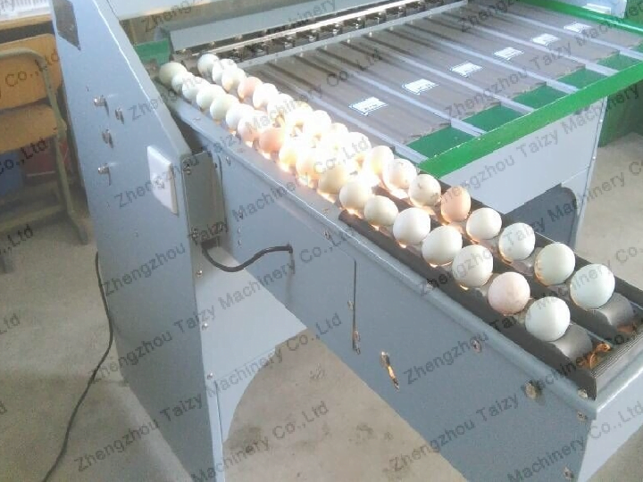 classificador de ovos