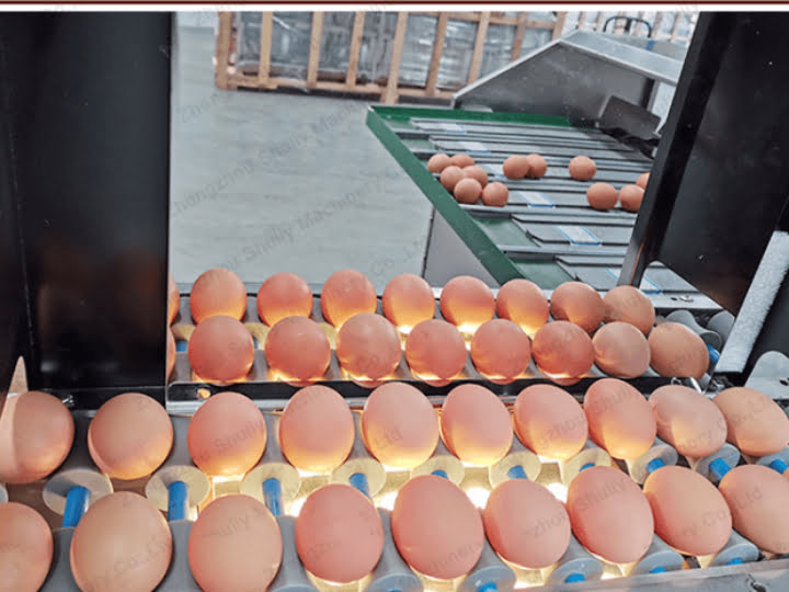 Why Are The Eggs In The Supermarket So Clean? 4 Egg washing machine