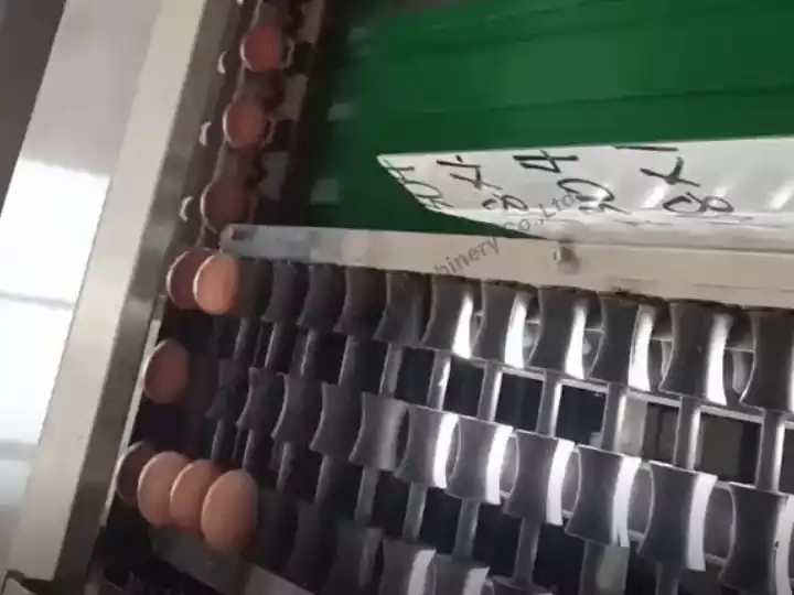 egg grader machine