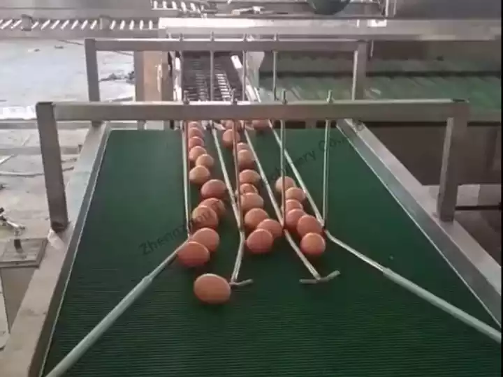 Egg Grader Machine Sales To Bolivia 4 Egg elevator