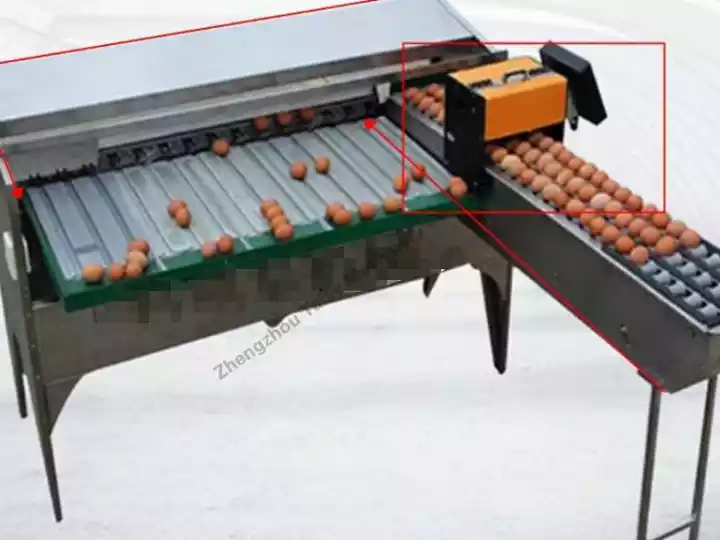 New zealand egg grader