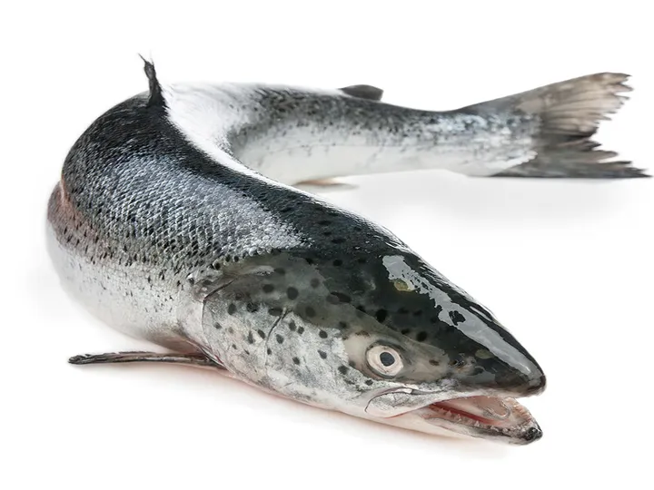 Chicken Cutter | Meat Cutter Machine 12 Salmon